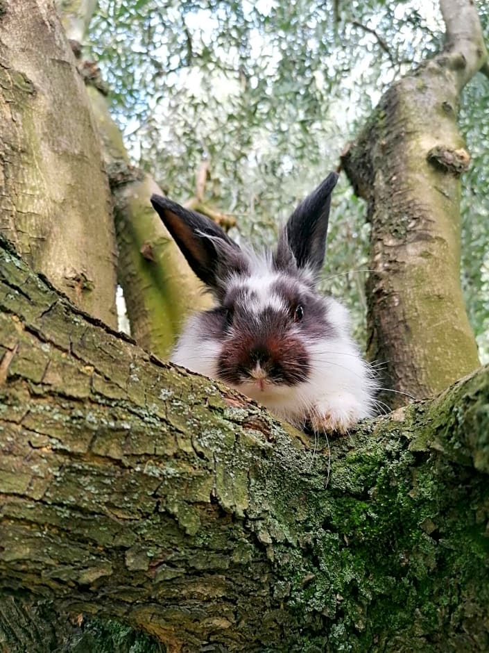 B&B Solstizio d'estate