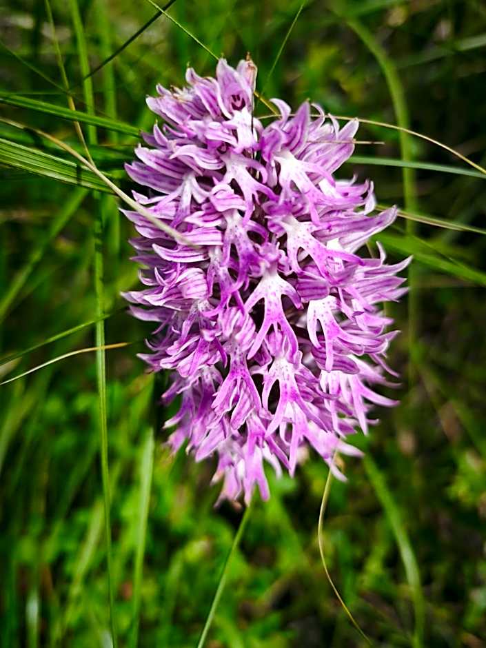 Hotel e Residence Il Faro Acciaroli