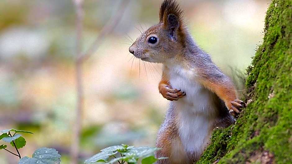 Le Nid de l'Ecureuil