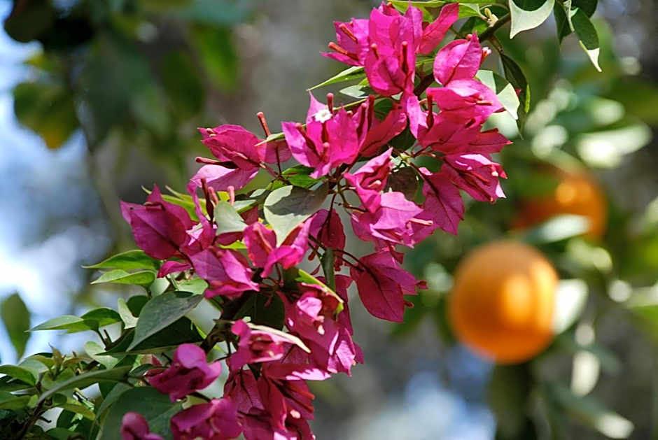 Hotel Dar Zitoune Taroudant