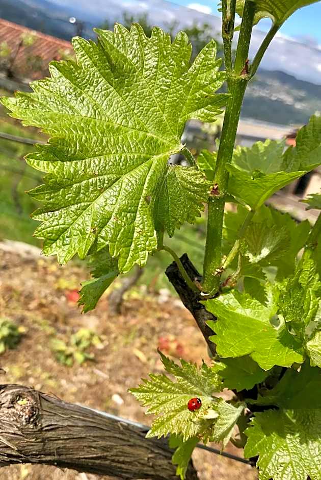 Vald'arêgos - Douro