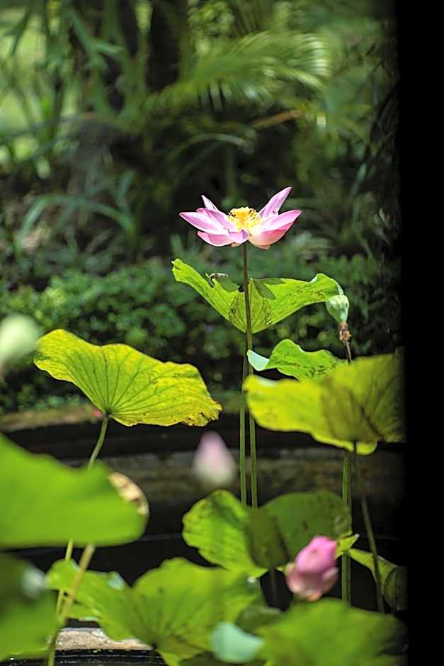 Alam Jiwa Ubud