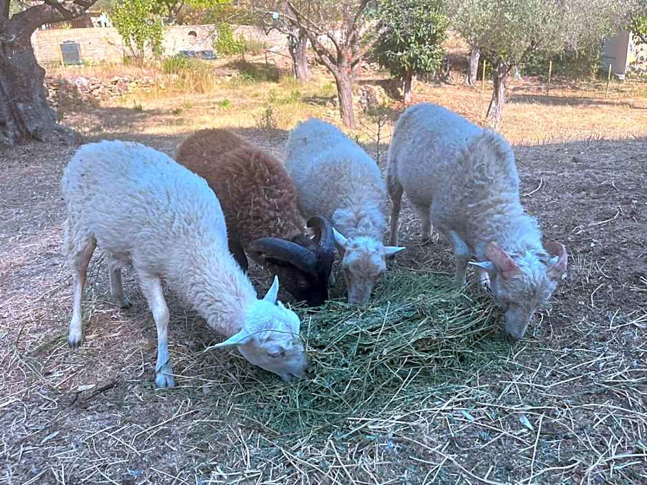 Gîtes Mas des rochers - Romance tropicale avec Spa