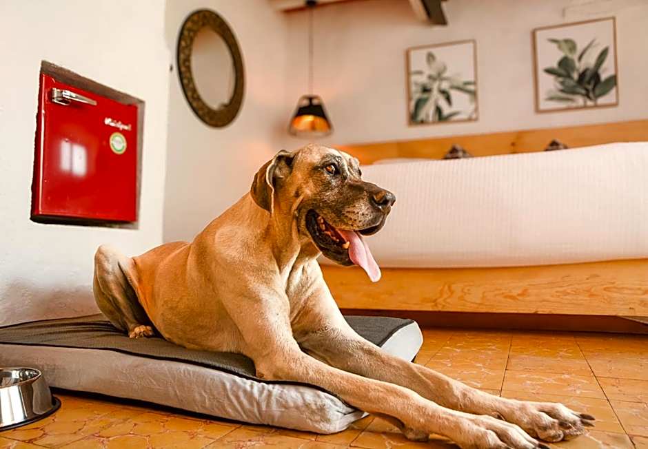 Petit Mesón (Pet Friendly Hotel)