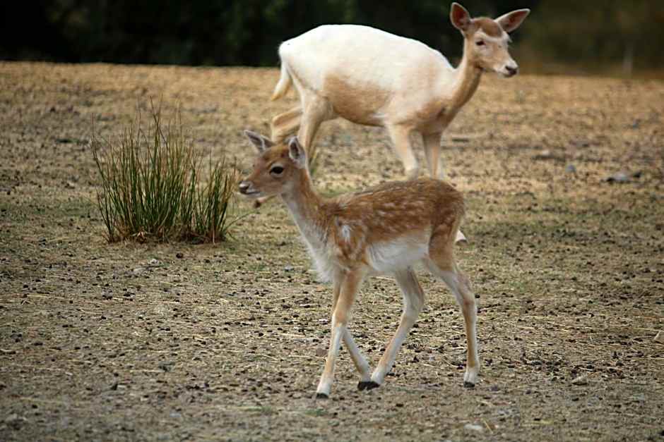 Auberge de la Normandie