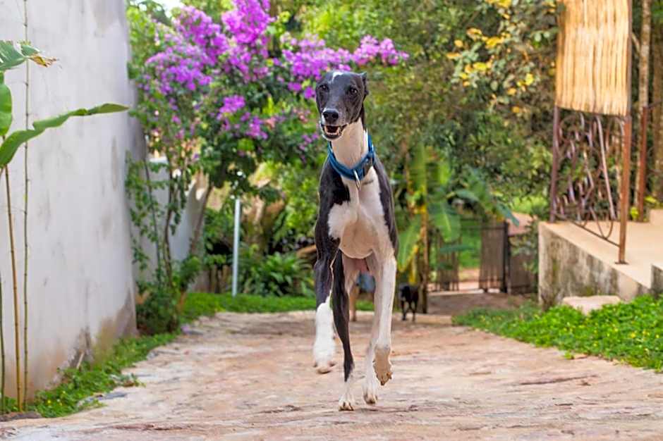 Vilarejo Guesthouse - Silêncio e Aconchego