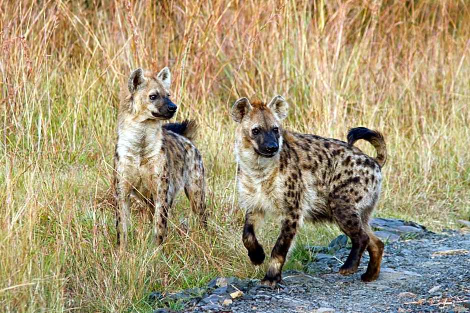 Umzolozolo Private Safari Lodge & Spa