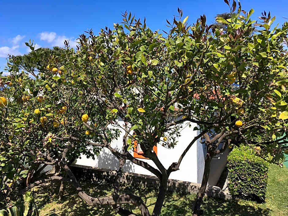 Poggio Aragosta Hotel & Spa