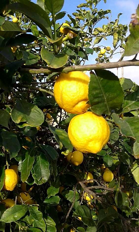 LUMIE DI SICILIA