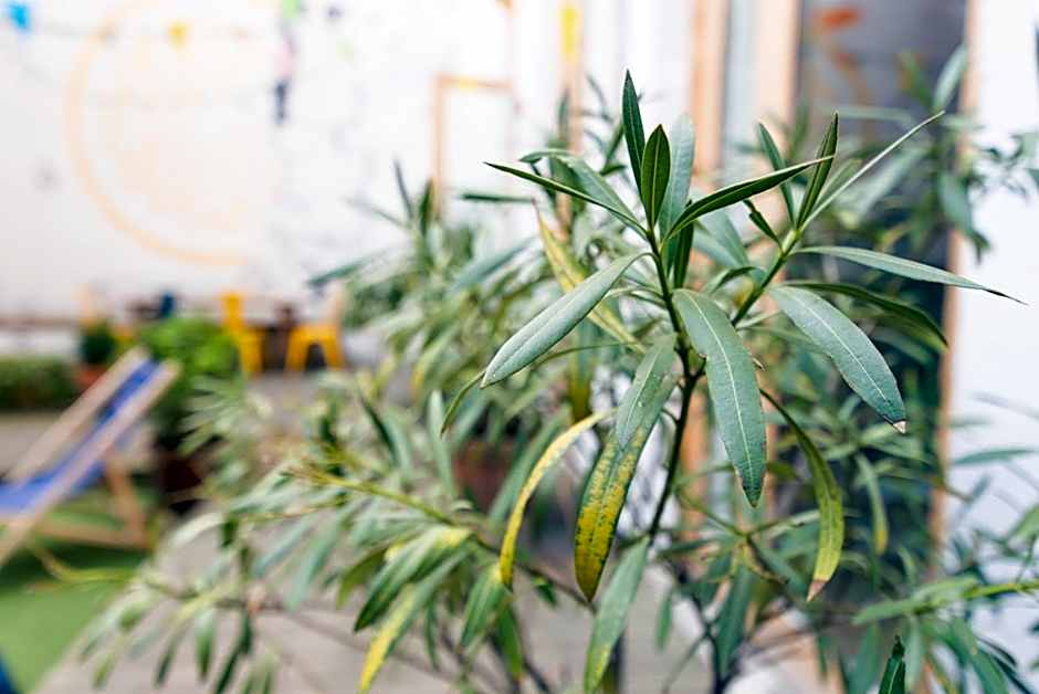 SLO Hostel Lyon Saxe