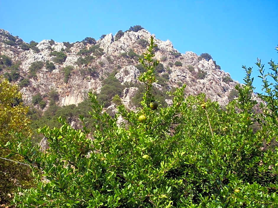 Narcicegi Hotel