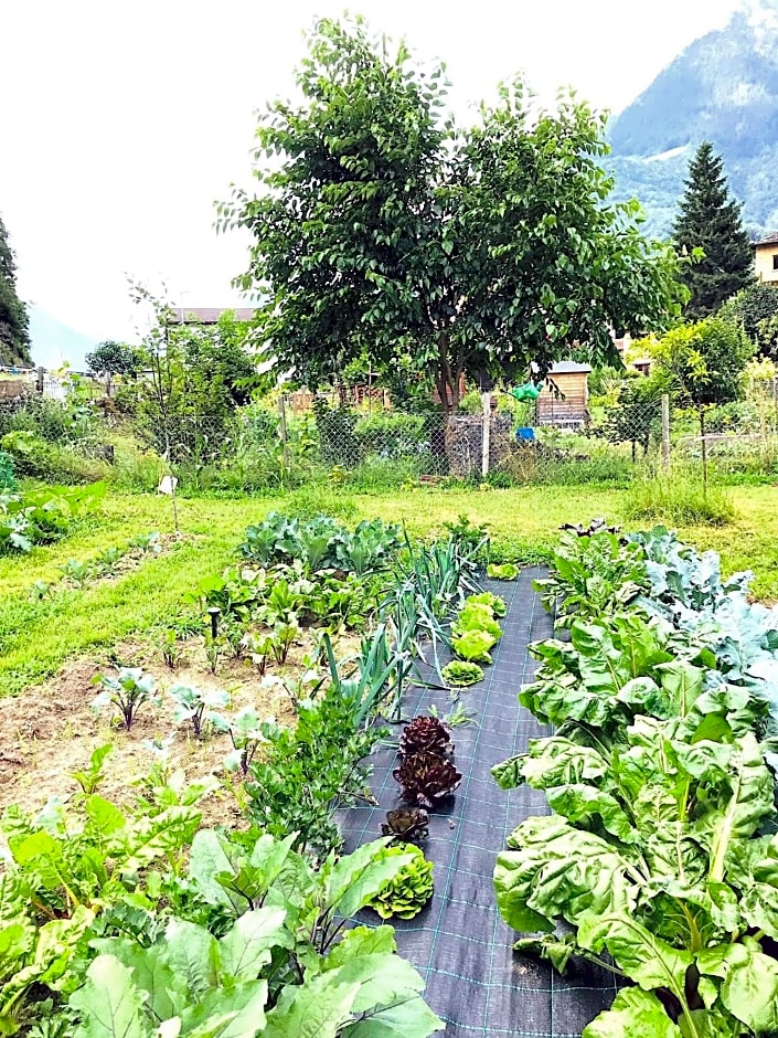 Lotus Oasis I Nature Experience