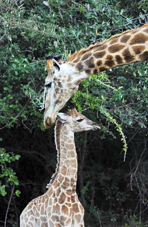 Hopewell Private Game Reserve