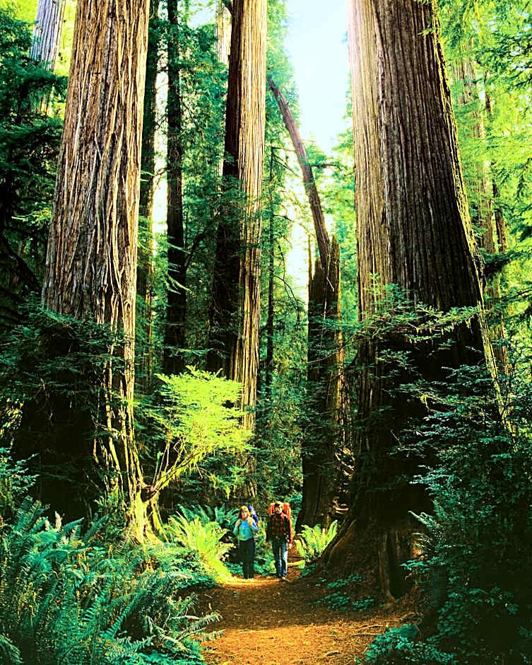 Redwood Suites