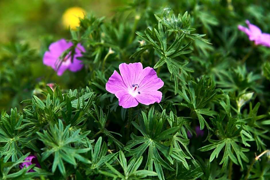 Hotel Spa Les Saules