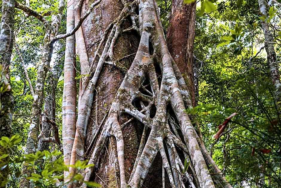 Chambers Wildlife Rainforest Lodges
