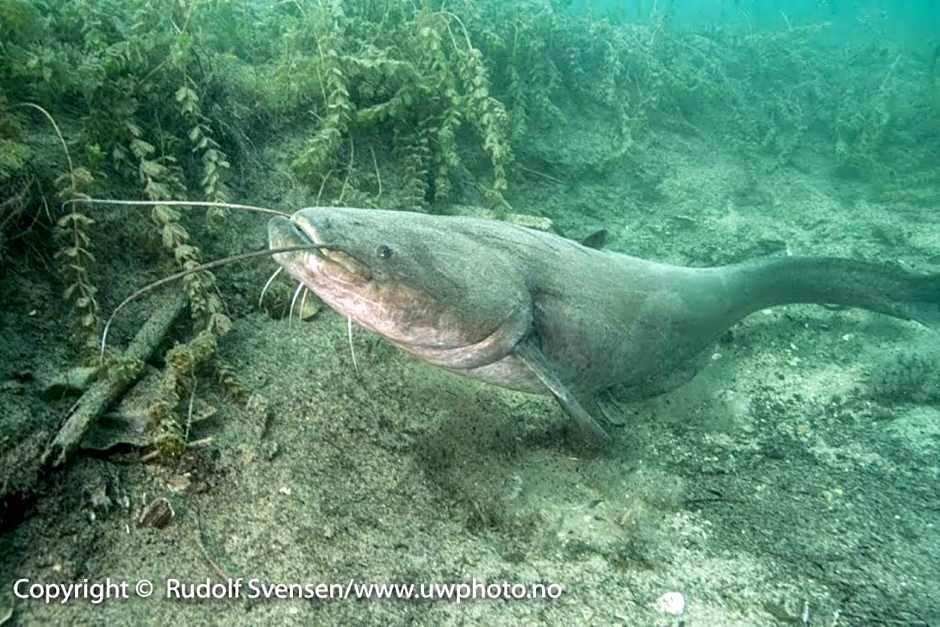 Fully equipped SIX BEDROOM HOUSE 15 kilometers from LAKE BLED - with a terrace, garden, playground, and parking