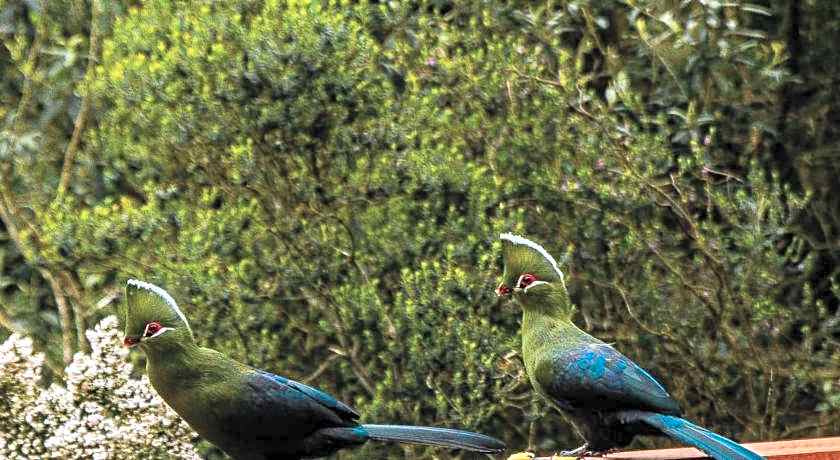 Forest Hill Wilderness