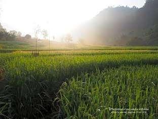 Kowit Maechaem Farmstay