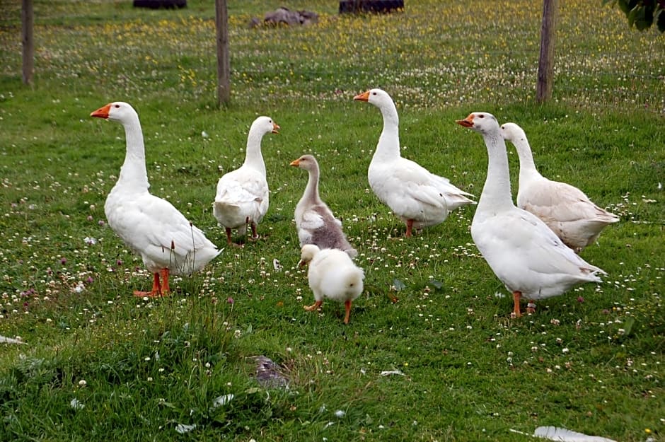 The Little Flock Farm
