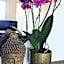 Sotto La Vigna Charm Stay Adults only vacation Appartement Hayloft