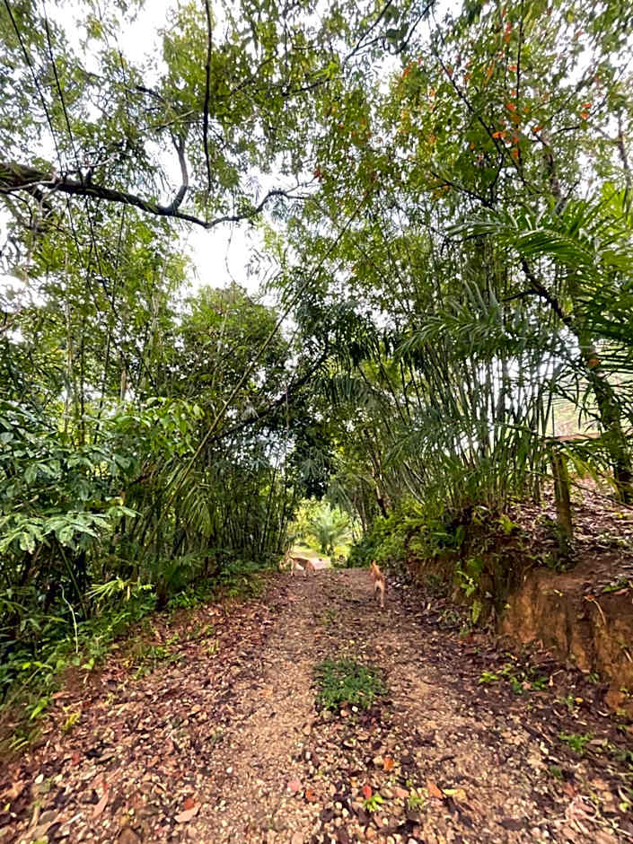 สวนลุงวรRanongGlamping