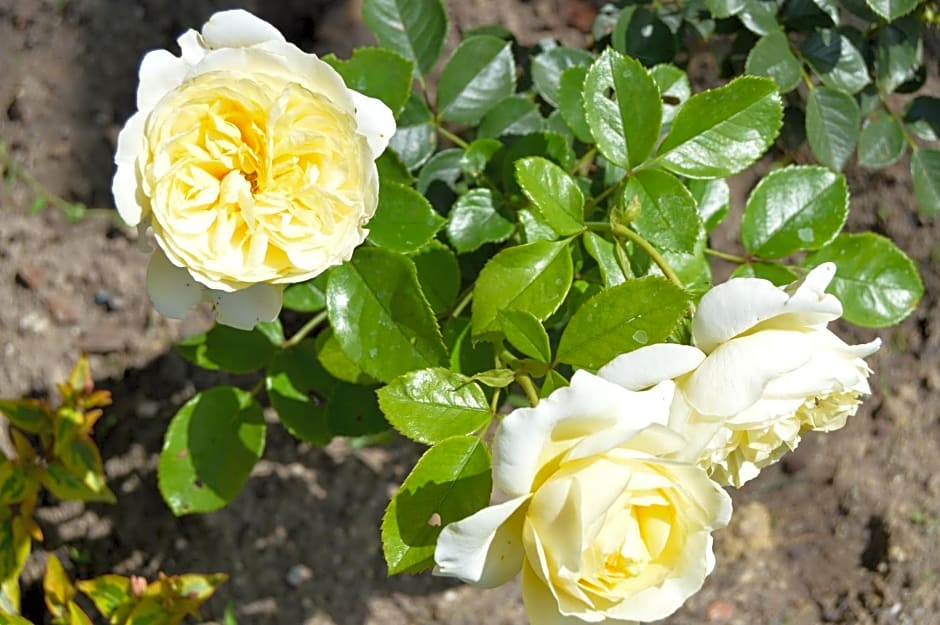 La Vieille Distillerie