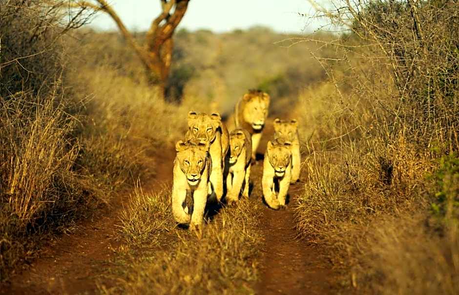 Thanda Safari