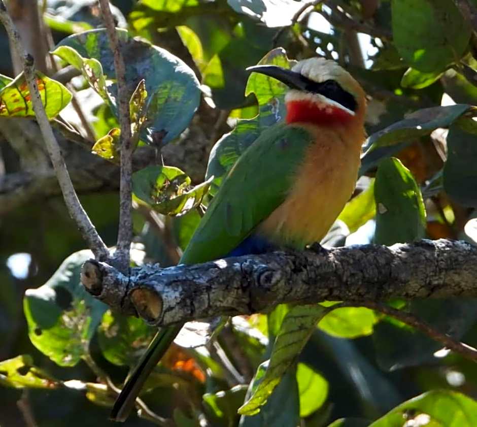 Hippo Waterfront Lodge