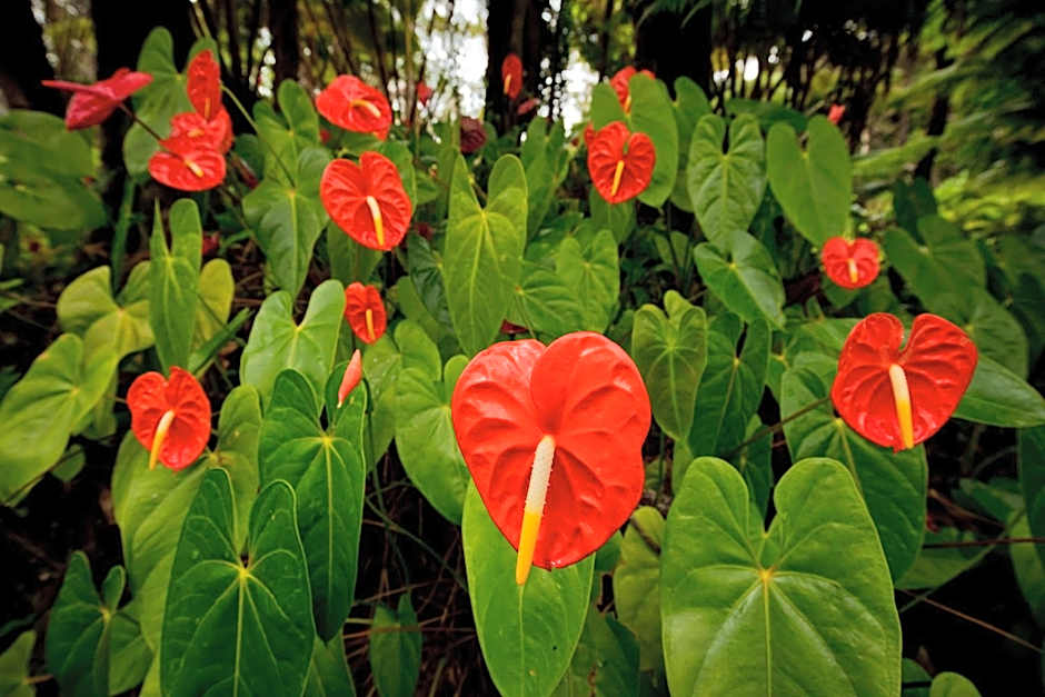 Hale 'Ohu Bed & Breakfast