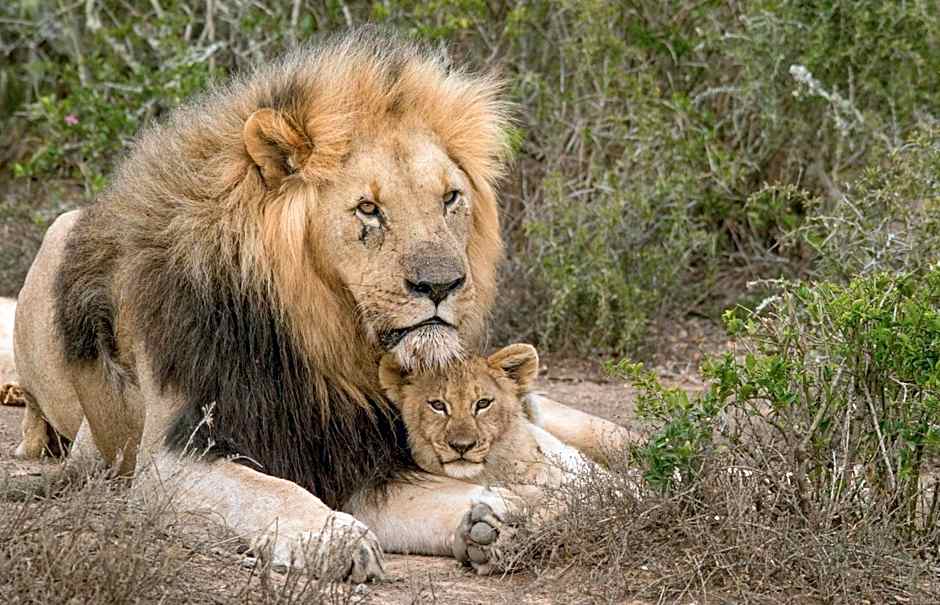 Kwandwe Private Game Reserve - Great Fish River Lodge