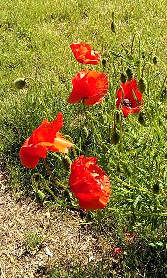 Jugendtours-Feriendorf Ummanz