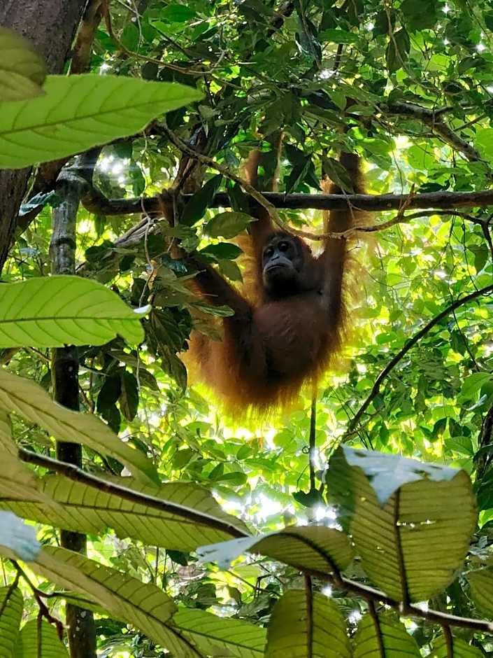 Asim Paris Guesthouse & jungle trekking