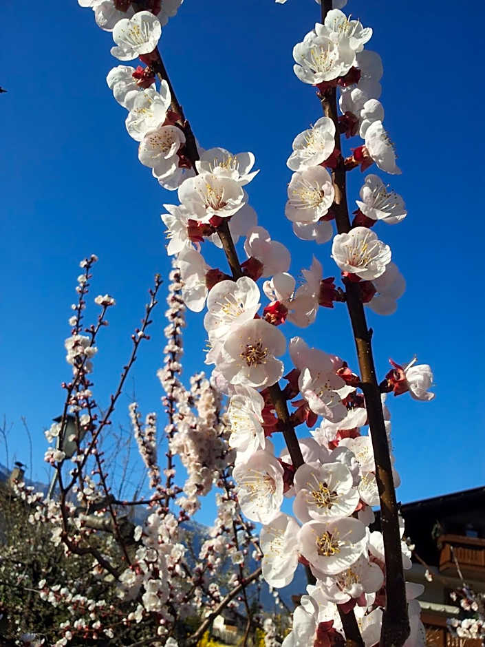 Bed&Breakfast Pension Hilpold