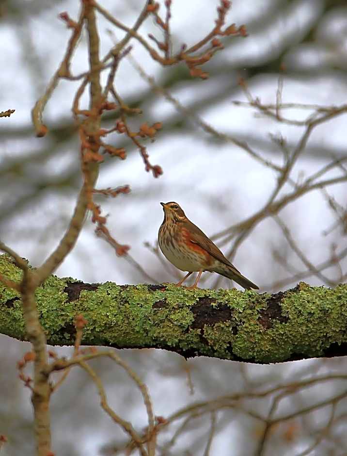 Aux Arbres Chanteurs