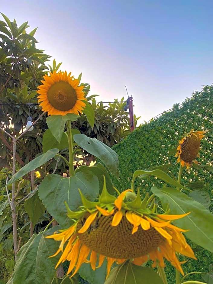 Lemon-Ada Butik Otel