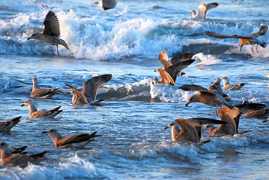 B&B Idylle aan Zee incl 2 Wellnessstudios