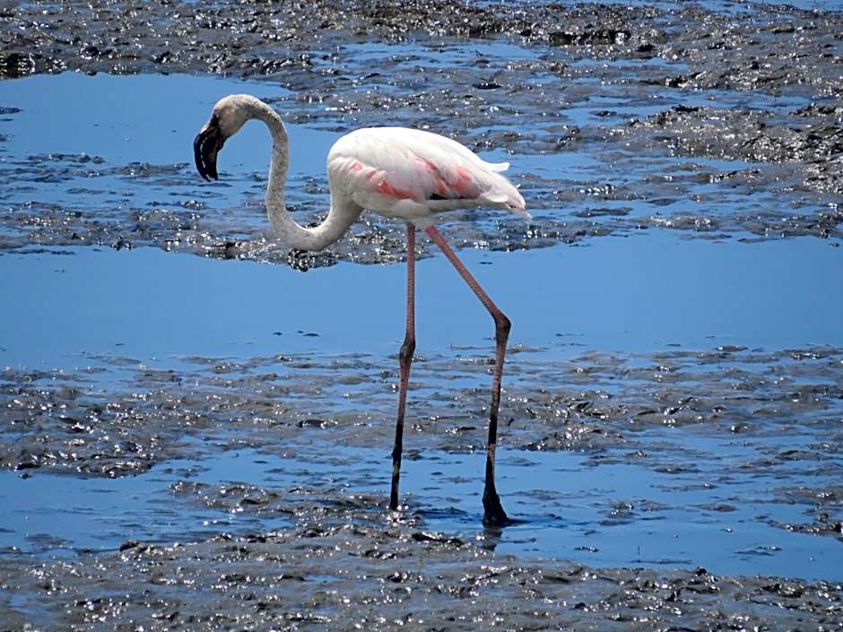 Vagueira Guest House & Beach Hostel