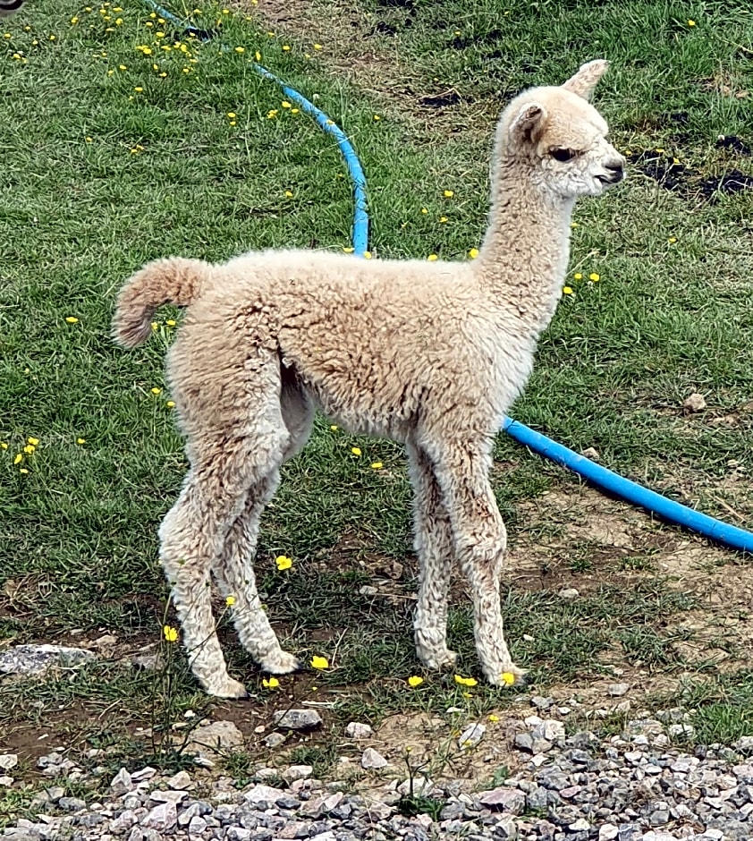 Dartmoor Reach Alpaca Farm