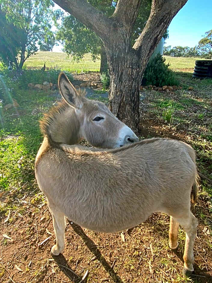 Sandalwood Downs Fabulous Farm Stay TOODYAY