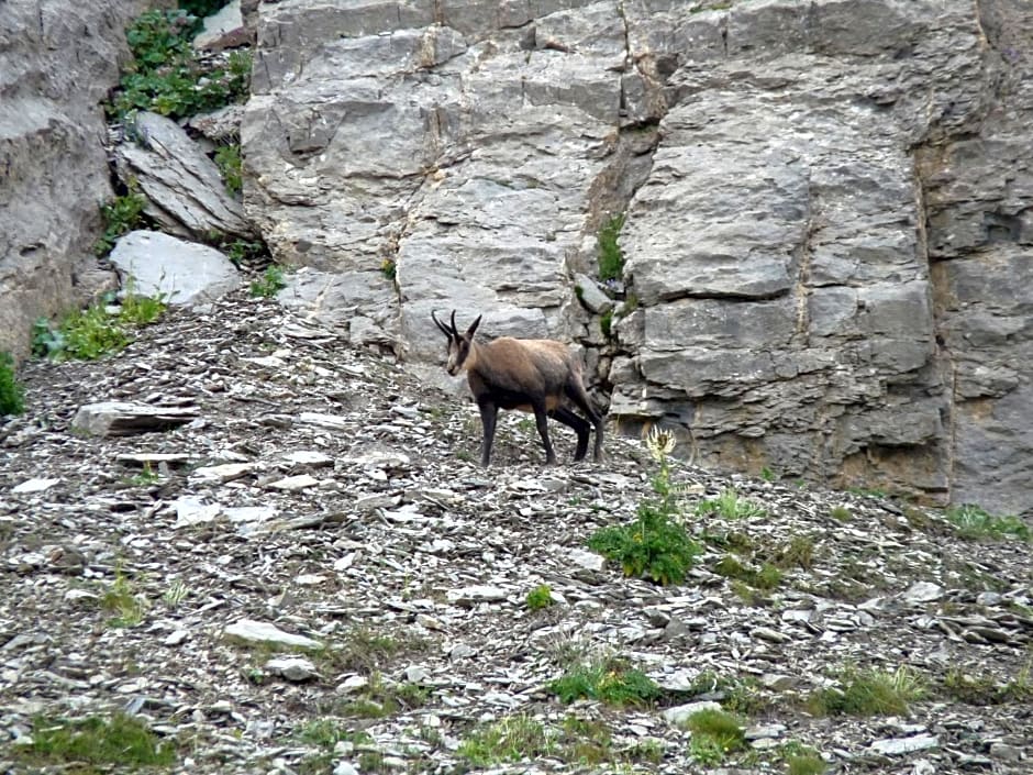 Les marmottes d Estenc