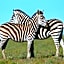 Leeuwenbosch Country House - Amakhala Game Reserve