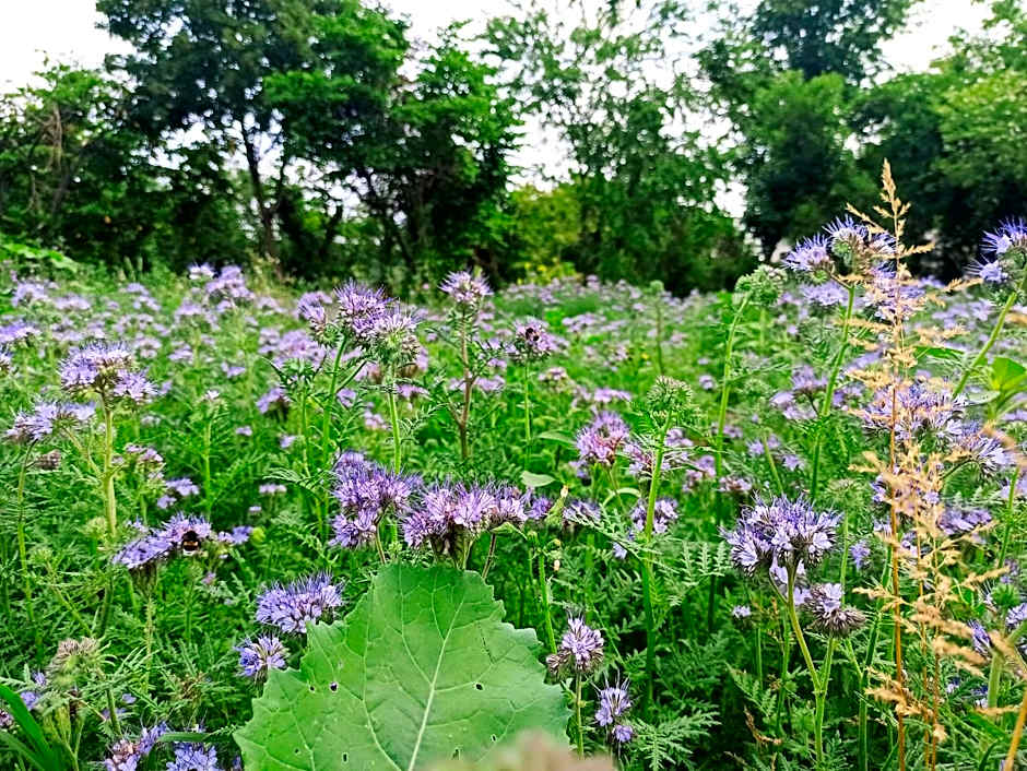 Country Hotel Al Gallo