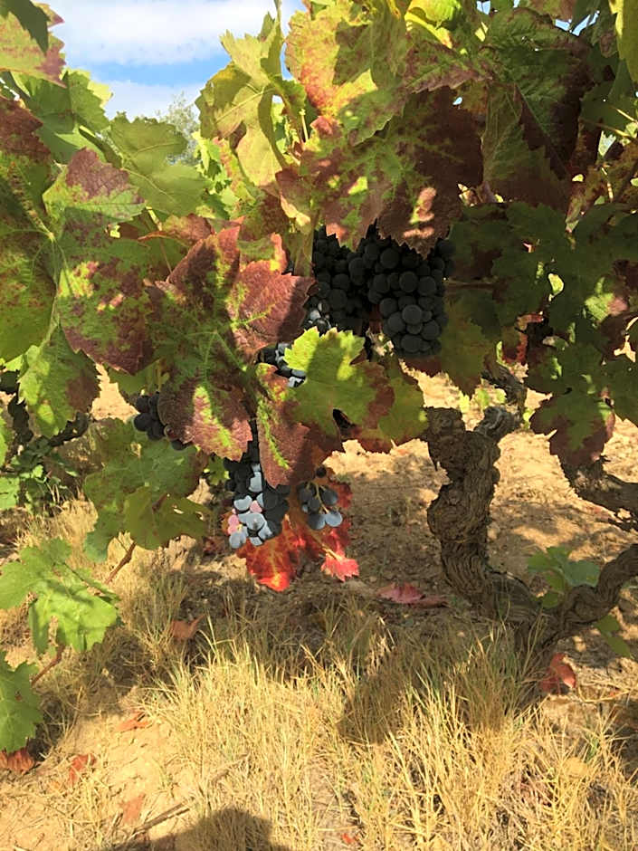 Clos des Vignes Pampelonne Vineyard
