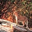 Cinnamon Wild Yala Hotel