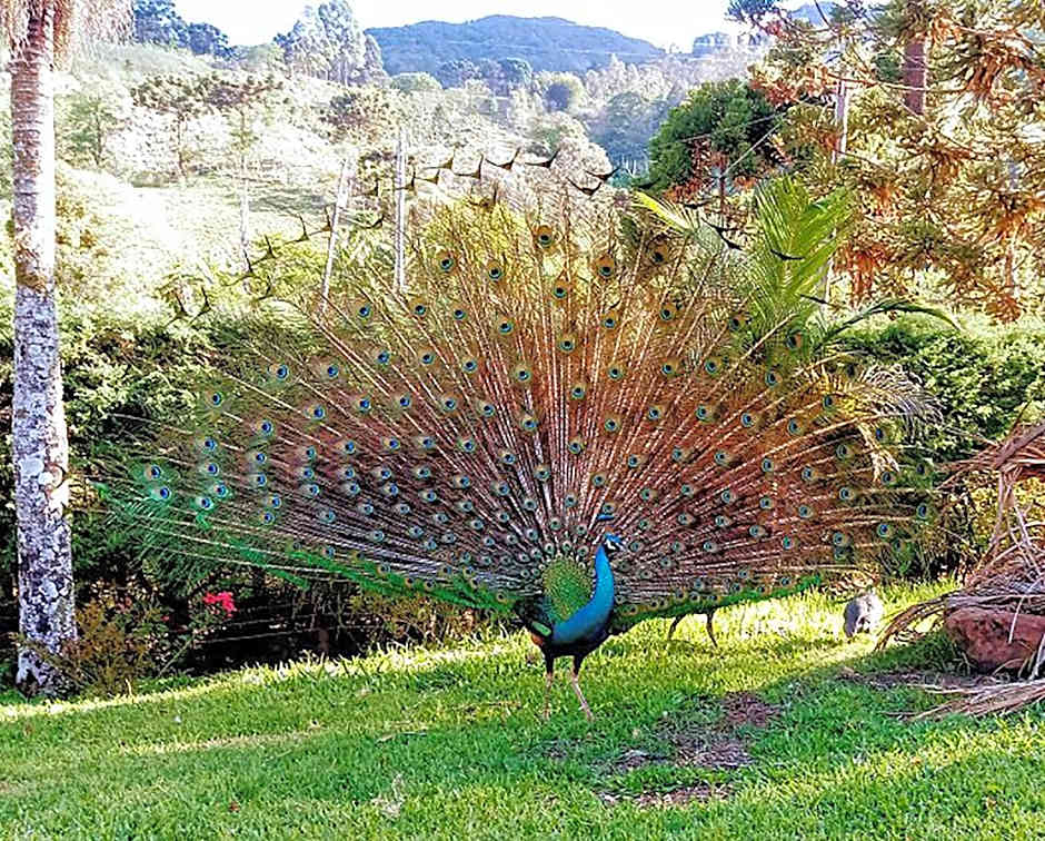 Hospedaria Vida na Roça