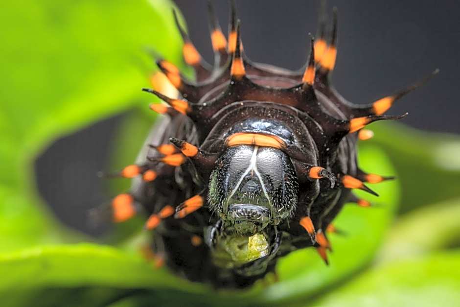 Batchelor Butterfly Farm
