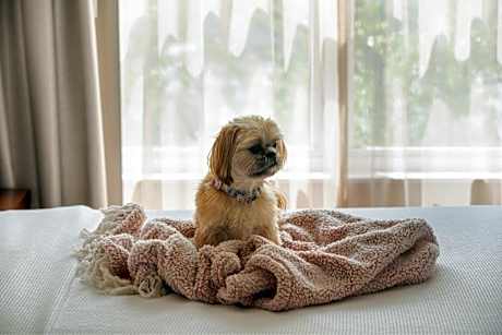 King Studio with Sofa Bed