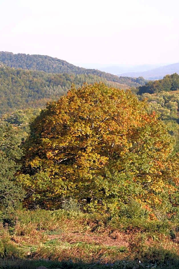 Casa Rural Ecológica Kaaño Etxea el Bosque y la Naturaleza Sentir