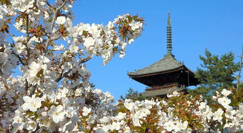 Stay SAKURA Kyoto TSUBAKI